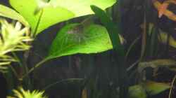 Besatz im Aquarium Becken 25217