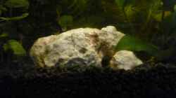 Dekoration im Aquarium Becken 25217