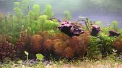 Pflanzen im Aquarium Becken 2523