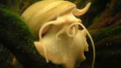 Besatz im Aquarium Becken 2523