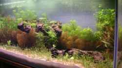 Dekoration im Aquarium Becken 2523