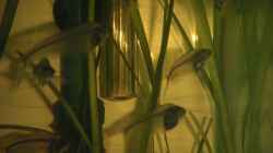 Besatz im Aquarium Becken 2523