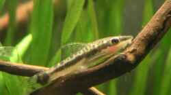 Besatz im Aquarium Becken 2523