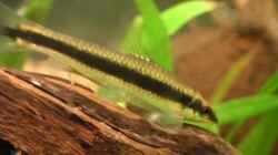 Besatz im Aquarium Becken 2523