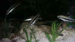Besatz im Aquarium Becken 2523