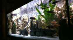 Aquarium Becken 25240