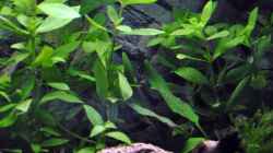 Hygrophila polysperma