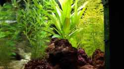 Pflanzen im Aquarium Becken 2539