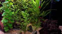 Pflanzen im Aquarium Becken 2539