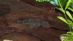 Ancistrus