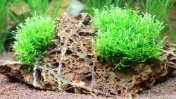 Riccia fluitans - 06.02.2013