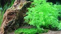 Stein ´Versteinertes Laub´ neben Hemianthus micranthemoicus
