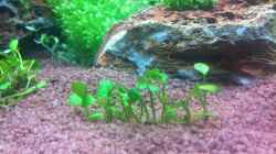Marsilea crenata