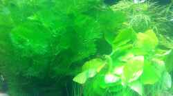 Cabomba caroliniana und Anubias barteri var. nana ´Gold´ - 30.01.2013