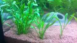 Cryptocoryne parva