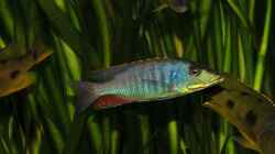 Lichnochromis acuticeps