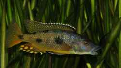 Exochromis anagenys Bock