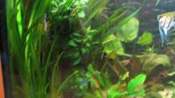 Dekoration im Aquarium Becken 2551