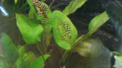 Besatz im Aquarium Becken 2551