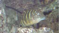Aquarium Becken 256