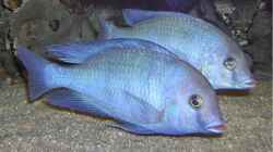 Besatz im Aquarium Becken 256