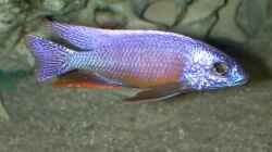 Besatz im Aquarium Becken 256