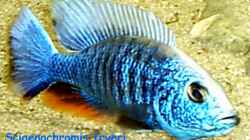 Besatz im Aquarium Becken 256
