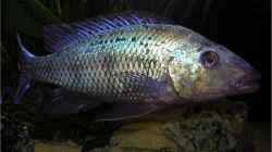 Besatz im Aquarium Becken 256