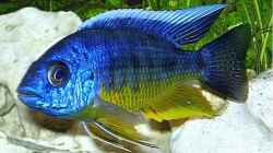 Besatz im Aquarium Becken 256
