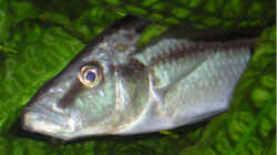 Besatz im Aquarium Becken 256