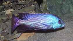 Besatz im Aquarium Becken 256