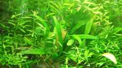 Pflanzen im Aquarium Amazonas im Wohnzimmer