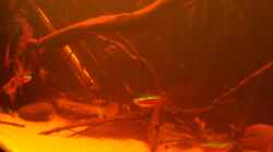 Aquarium Becken 25669