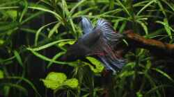 Beta Splendes
