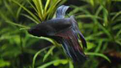 Beta Splendes