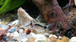 Schachbrett Zwergpanzerwels / Corydoras habrosus