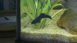 Black Molly