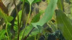 Aquarium Südamerika Zwergbuntbarsche