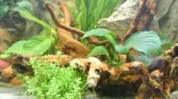 Pflanzen im Aquarium Südamerika Zwergbuntbarsche