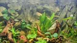 Aquarium Südamerika Zwergbuntbarsche
