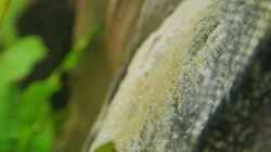 Eier der Mikrogeophagus ramirezi