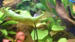 Pflanzen im Aquarium Südamerika Zwergbuntbarsche