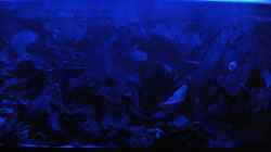 Aquarium Südamerika Zwergbuntbarsche