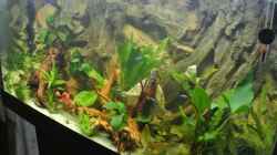 Aquarium Südamerika Zwergbuntbarsche