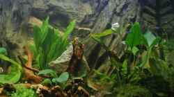 Aquarium Südamerika Zwergbuntbarsche