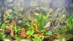 Aquarium Südamerika Zwergbuntbarsche