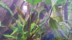 Anubias Hastifolia
