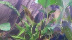 Anubias Hastifolia