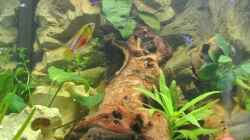 Aquarium Südamerika Zwergbuntbarsche