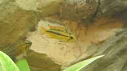 Besatz im Aquarium Südamerika Zwergbuntbarsche